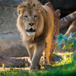 Houston Zoo